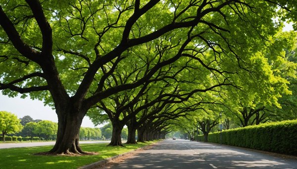 Élagage biarritz : entretenez vos arbres avec des pros
